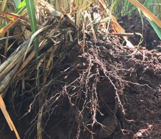 32.56-increased-sugarcane-yield-using-sumagrow-pic-3.png