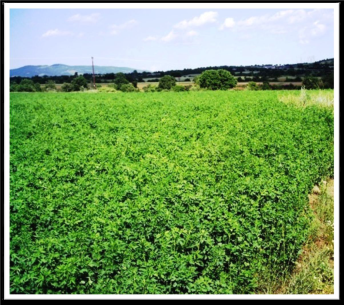 Greece – Alfalfa, Tomatoes, Peppers, and Eggplants pic 3