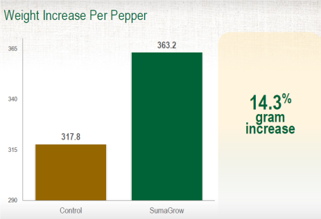 SumaGrow Increased the Weight of Bell Peppers in Dominican Republic by 14.3% pic 3